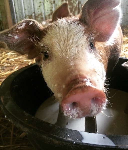 feeding-a-pig-for-market